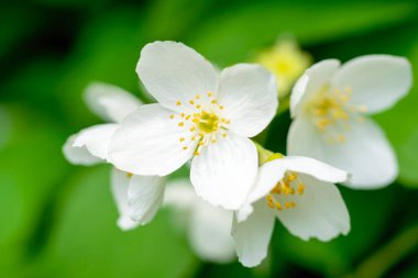 Beyaz yasemin çiçekli dal, baharda bulanık bir arkaplanda yakın plan..