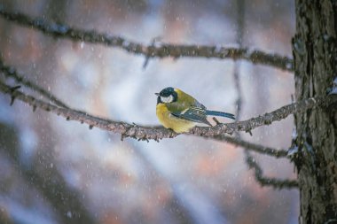 Karlı bir kış gününde ağaç dalında oturan meme faresi..