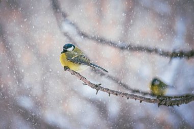 Karlı bir kış gününde ağaç dalında oturan meme faresi..