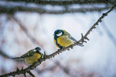 Karlı bir kış gününde ağaç dalında oturan meme faresi..