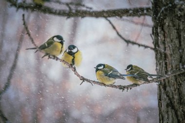 Karlı bir kış gününde ağaç dalında oturan meme faresi..