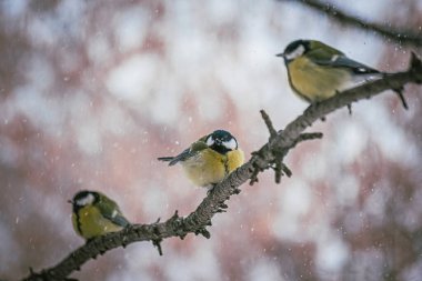 Karlı bir kış gününde ağaç dalında oturan meme faresi..