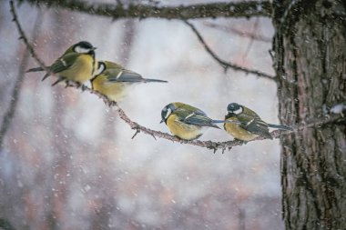 Karlı bir kış gününde ağaç dalında oturan meme faresi..