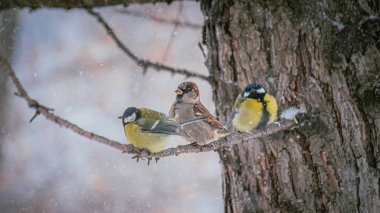 Karlı bir kış gününde ağaç dalında oturan meme faresi..