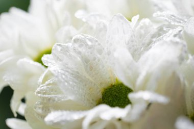 Kasımpatı, taç yapraklarının üzerinde su damlalarıyla yakın plan..