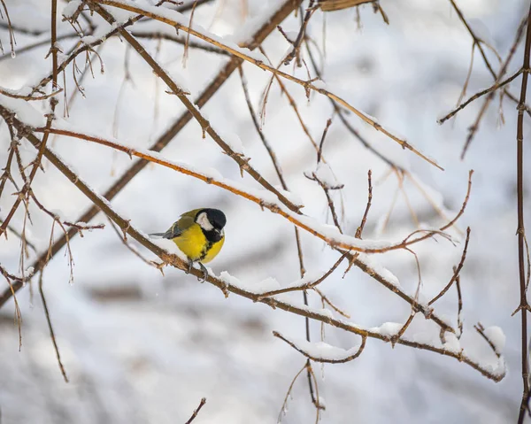 Meise Einem Verschneiten Wintertag Auf Einem Ast Sitzend — Stockfoto