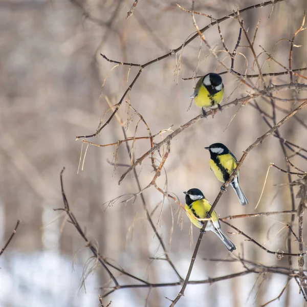 Karlı bir kış gününde ağaç dalında oturan meme faresi..