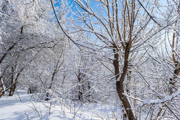 Met Sneeuw Bedekte Takken Van Bomen Een Ijzige Winterdag Het — Stockfoto