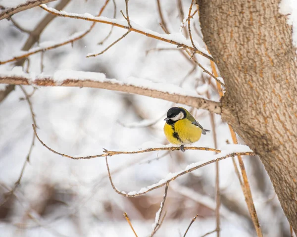 Titmouse Dia Inverno Nevado Sentado Galho Árvore — Fotografia de Stock