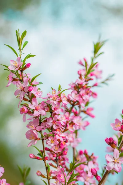 春の開花ピンクアーモンドのクローズアップ — ストック写真