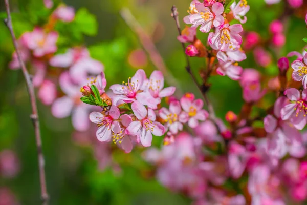 Wiosna Kwitnący Różowy Migdały Zbliżenie — Zdjęcie stockowe