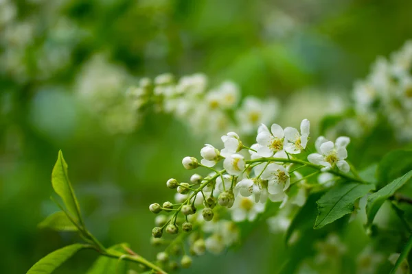 春の晴れた日に白い花に咲く鳥の桜の枝 — ストック写真