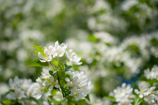 Çiçek Açan Bir Elma Ağacının Dalları Gökyüzüne Karşı Beyaz Çiçekler — Stok fotoğraf
