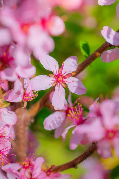 Spring Flowering Pink Almond Closeup — Stock Photo, Image