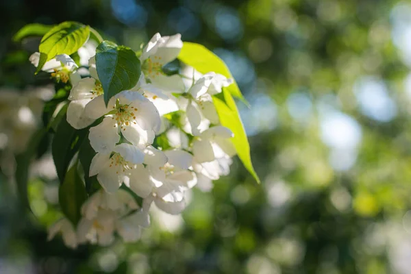 Ramo Uma Macieira Florescente Flores Brancas Contra Céu — Fotografia de Stock