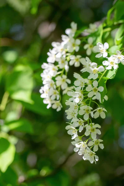 Ramo Ciliegio Uccello Fiorito Fiori Bianchi Una Giornata Sole Primaverile — Foto Stock