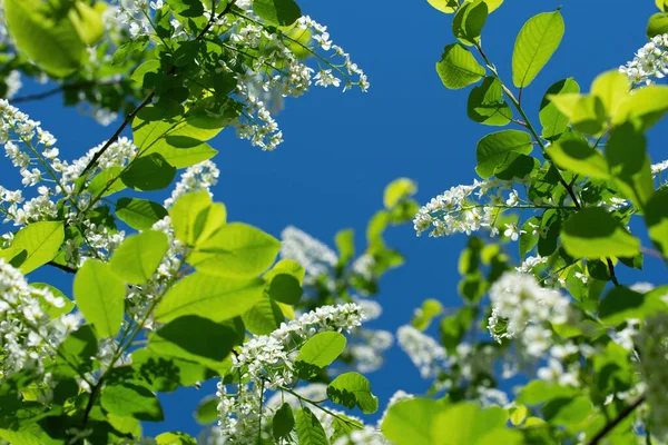 Branch Flowering Bird Cherry White Flowers Spring Sunny Day — Stock Photo, Image