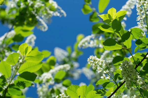 Branch Flowering Bird Cherry White Flowers Spring Sunny Day — Stock Photo, Image