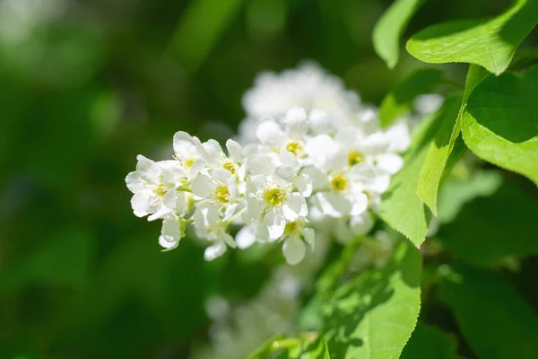 Κλάδος Της Ανθοφορίας Κεράσι Πουλιών Λευκά Λουλούδια Μια Ηλιόλουστη Μέρα — Φωτογραφία Αρχείου
