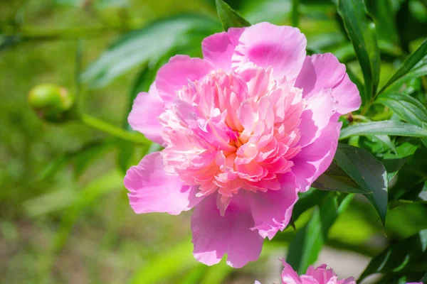 Flor Peônia Rosa Contra Raios Sol Poente Dia Verão — Fotografia de Stock