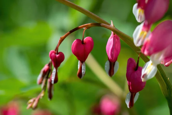 Blommande Rosa Hjärta Formade Stim Sommarträdgården — Stockfoto