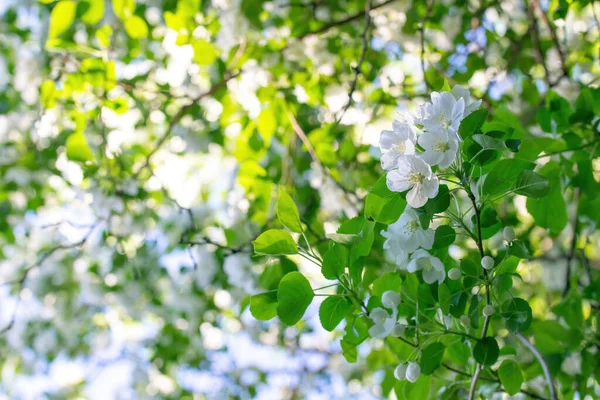 Rama Manzano Flor Flores Blancas Contra Cielo — Foto de Stock