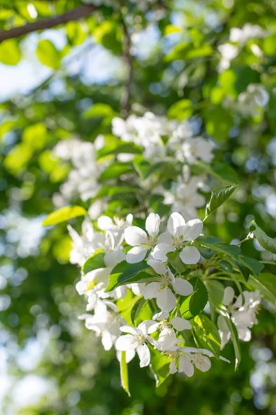 Çiçek açan bir elma ağacının dalları gökyüzüne karşı beyaz çiçekler içinde