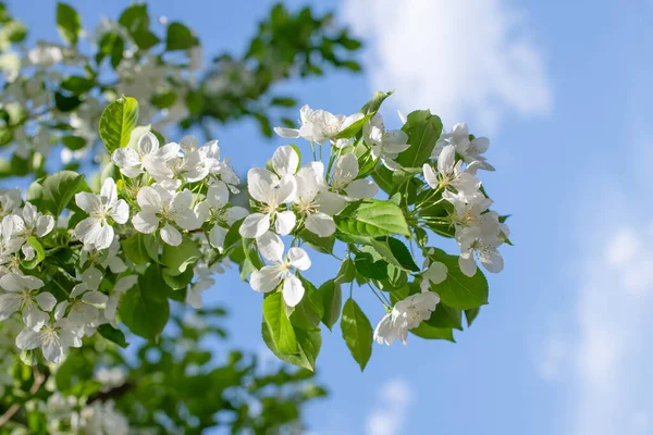 Çiçek açan bir elma ağacının dalları gökyüzüne karşı beyaz çiçekler içinde