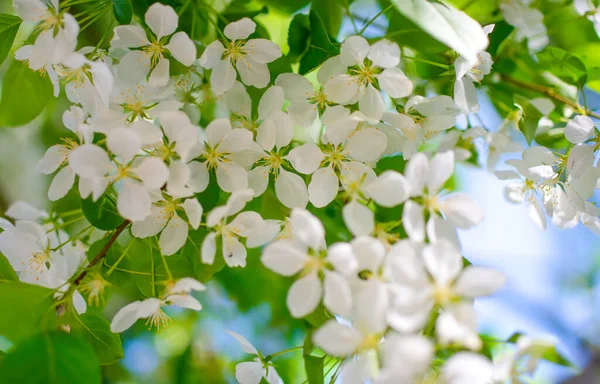 Çiçek açan bir elma ağacının dalları gökyüzüne karşı beyaz çiçekler içinde