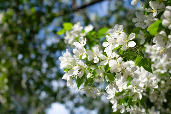 Çiçek açan bir elma ağacının dalları gökyüzüne karşı beyaz çiçekler içinde