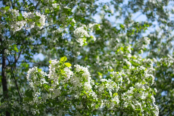 Çiçek açan bir elma ağacının dalları gökyüzüne karşı beyaz çiçekler içinde