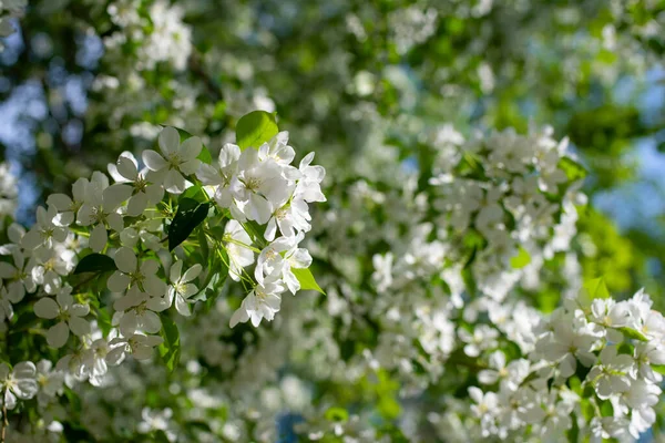 Çiçek açan bir elma ağacının dalları gökyüzüne karşı beyaz çiçekler içinde