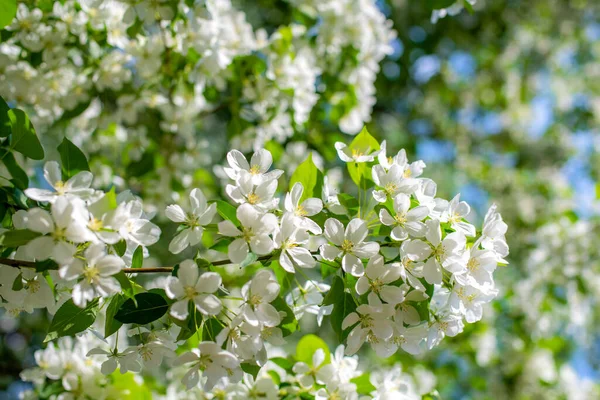 Ramo Uma Macieira Florescente Flores Brancas Contra Céu — Fotografia de Stock