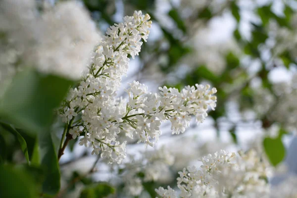 Güneşli bir günde açan beyaz leylak dalı bulanık bir arkaplanı kapatır..
