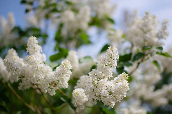 Rama Flor Lila Blanca Día Soleado Cerca Sobre Fondo Borroso —  Fotos de Stock