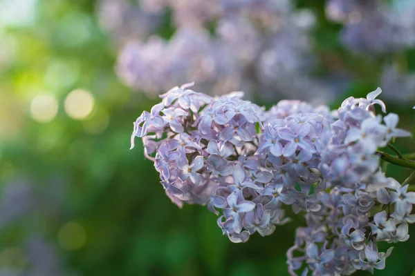 Güneşli bir günde açan mor leylak dalı bulanık bir arkaplanı kapatır..