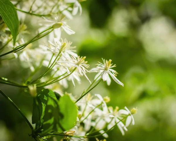 Güneşli bir günde baharda, beyaz çiçekli bir ağacın dalına..