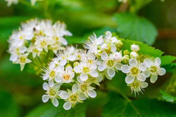 Branch Tree White Flowers Close Spring Sunny Day — Stock Photo, Image