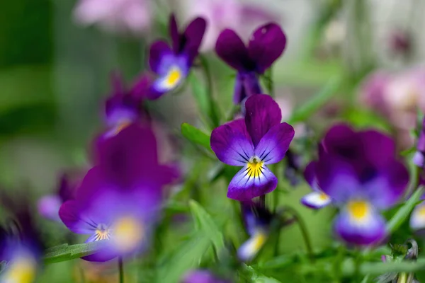 Flores Brilhantes Violetas Jardim Contra Pano Fundo Vegetação — Fotografia de Stock