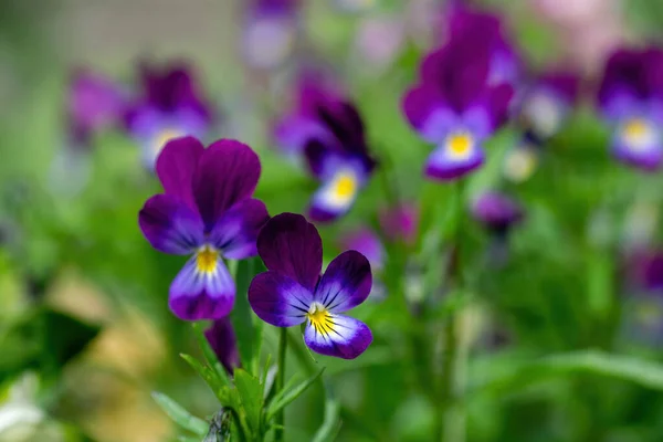 Luminosi Fiori Violetta Giardino Sullo Sfondo Del Verde — Foto Stock