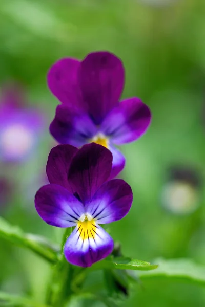 Flores Brilhantes Violetas Jardim Contra Pano Fundo Vegetação — Fotografia de Stock