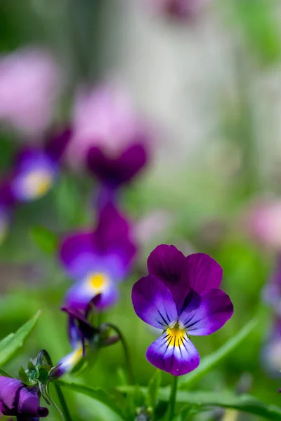 Flores Brilhantes Violetas Jardim Contra Pano Fundo Vegetação — Fotografia de Stock