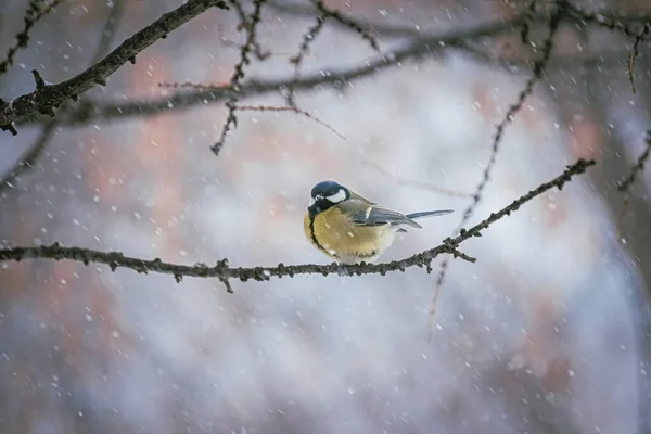 Titmouse Egy Havas Téli Napon Egy Faágon — Stock Fotó