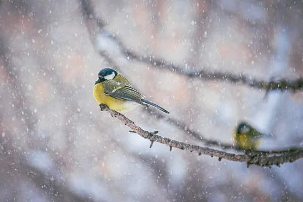 Karlı bir kış gününde ağaç dalında oturan meme faresi..