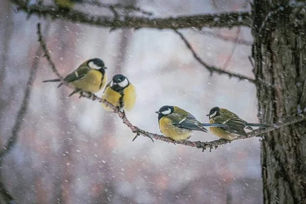 Karlı bir kış gününde ağaç dalında oturan meme faresi..