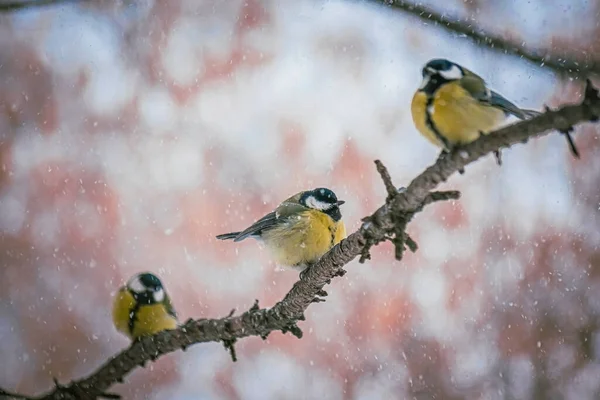Titmouse Snowy Winter Day Sitting Tree Branch — Stock Photo, Image