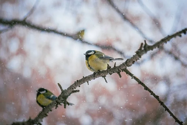 Titmouse Μια Χιονισμένη Χειμωνιάτικη Μέρα Κάθεται Ένα Κλαδί Δέντρου — Φωτογραφία Αρχείου