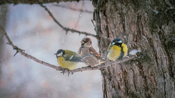 Karlı bir kış gününde ağaç dalında oturan meme faresi..