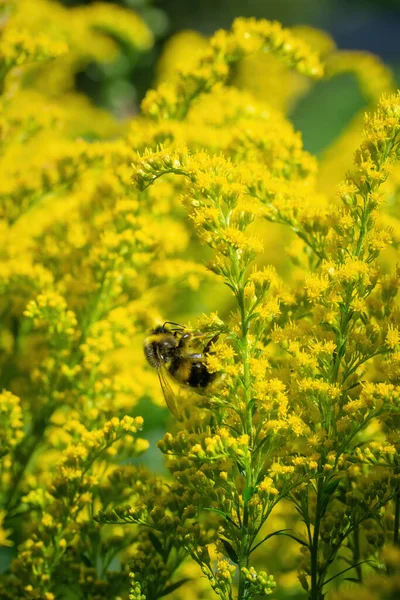 Yaban arısı, güneşli bir yaz gününde çiçek nektarı toplar..