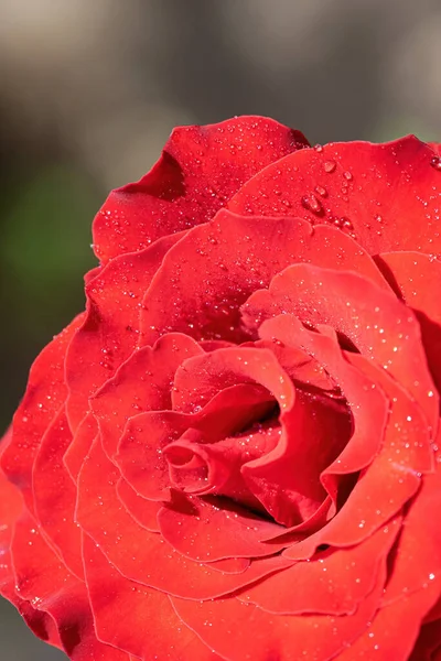 Rosa Roja Gotas Después Lluvia Cerca — Foto de Stock